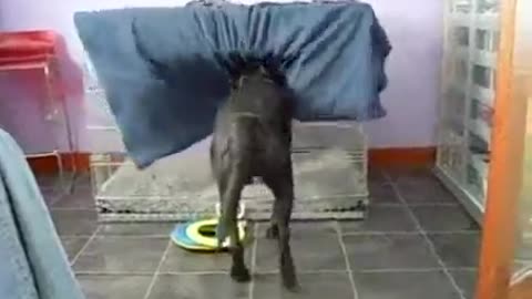 Dog tucks him self into bed