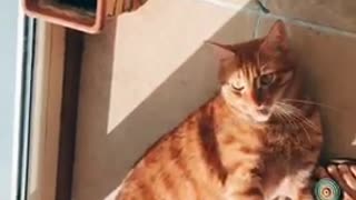Orange cat lays on ground and plays with owner