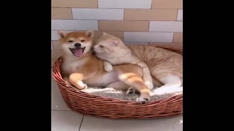Baby Dogs Cute and Funny Dog Videos Compilation _ Funny Puppy Videos 2023_Full-HD