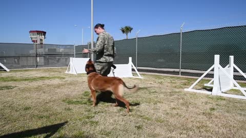 Rating in the Spotlight - MA2 Logann Parker (Military Working Dog Handler)