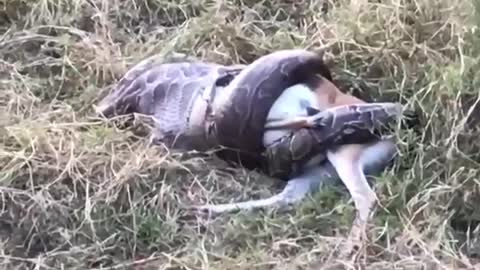 Snake trying to eat a deer