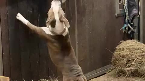 Dog and Horse Share a Tender Moment