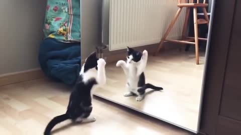 cute cat and a mirror check this out