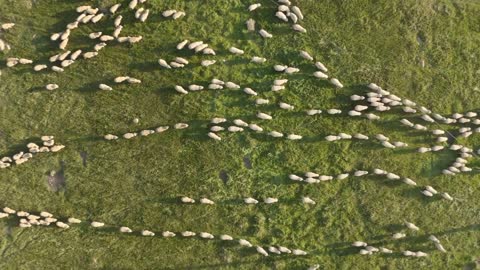 Aerial view of hundreds of sheep walking in field on Kangaroo island, Australia