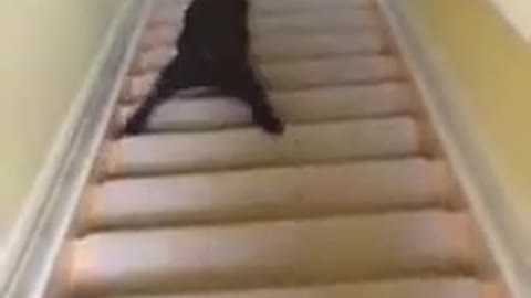 The dog slipped down the stairs in a funny way