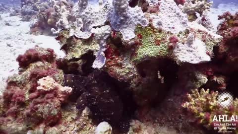 Octopus. Scuba Diving in Eilat, Red Sea