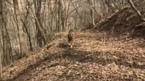 Mastiff Shepard mix running in slo mo