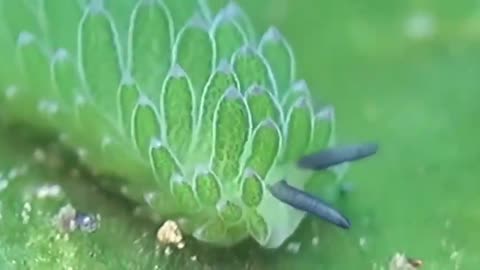 Free Stock Video For Everyone No Money - The Leaf Sheep (Costasiella kuroshimaeIs)