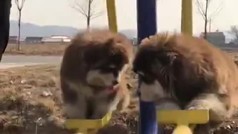 Dogs Swinging