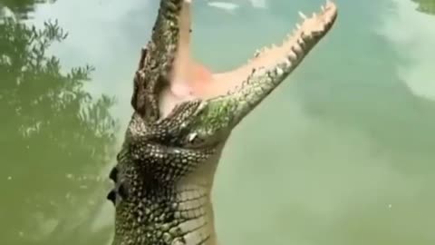 Slowly standing alligator croc