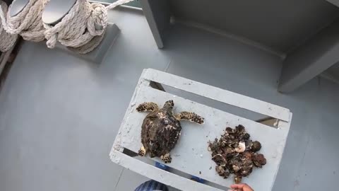Rescue Sea Turtle Removing Barnacles From Poor Sea Turtle