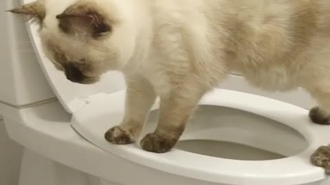 Cat in Wc