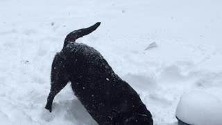 Labrador ecstatic to be playing in the snow