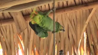 Cute Parrot On Rope