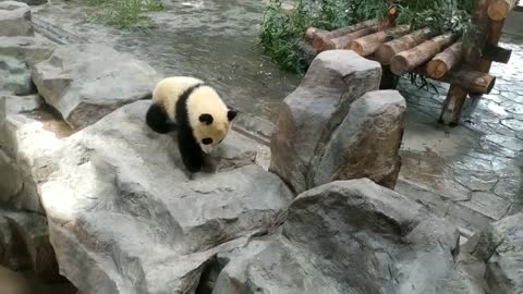 The giant panda