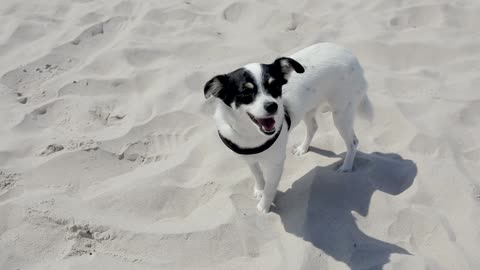 The dog is on the sand