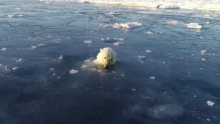 Polar Bears Hunt a Drone from Under the Ice