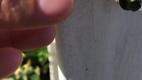 Baby Froggy Enjoys Bottle Cap Pool