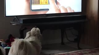 My Shih Tzu loves this TV commercial