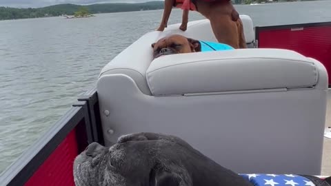 Boxer Dogs Enjoy Boating