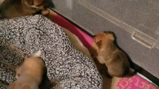 Three Puppies Playing