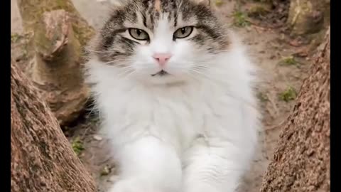 Cute Animals Charming Moment -- Wild Animal Life -- Animal World -- Global Animals -- Shorts Video