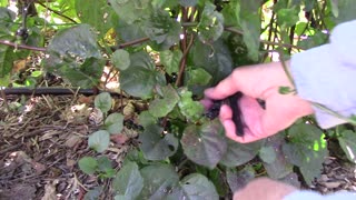 Harvesting Malabar Spinach Berries to Save Seeds From