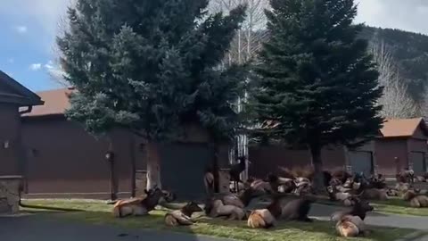 elk chilling in your front yard #Rapture is near