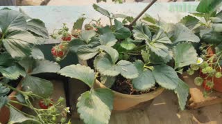 Strawberry growing in pots|fruiting strawberry|strawberry plant