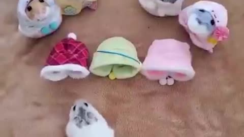cute mice looking for her dress😍❤