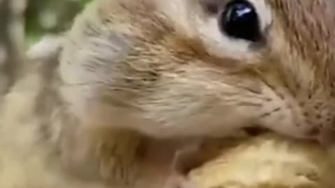 Cute Squirrel Looking For Food And funny Animals Videos Compilation 2021