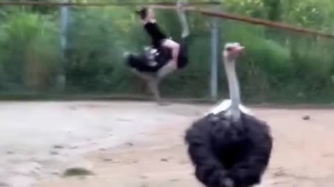 girl riding on Ostriches