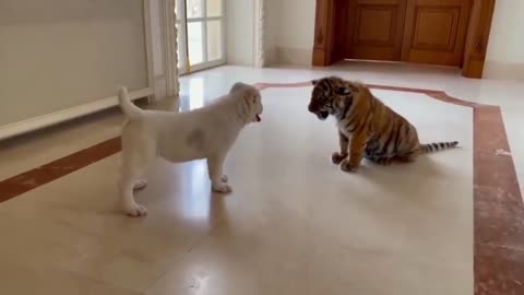 Tiger vs puppy | see how the puppy wins!