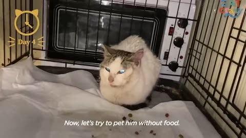 Hissing Feral Cat Falls In Love With The Guy Who Rescued Him _ The Dodo Cat Crazy