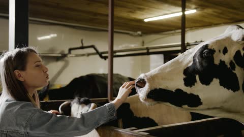 Overly-Attached Cow Determined To Get Attention From Caretaker