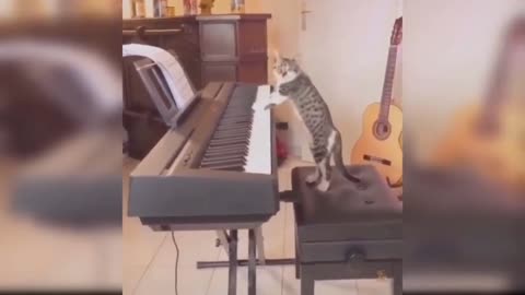 Cat playing piano