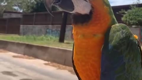 cute parrots funny video part 3