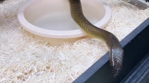 Weird Things that Happen at Snake Discovery
