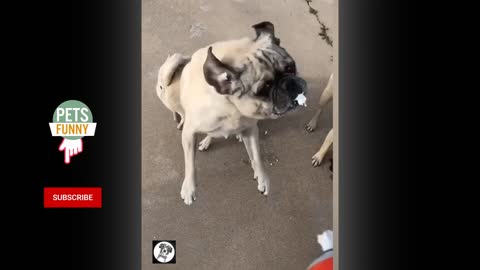 Cute Dog Videos | Pets Funny