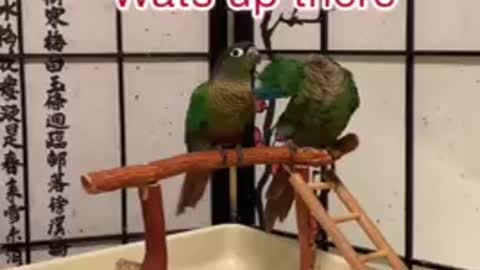 Conures Scare of ?