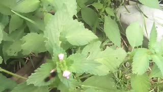 Smallest Wooly bear caterpillar I've ever seen