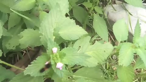 Smallest Wooly bear caterpillar I've ever seen