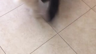 Cat dives on dog in sweater