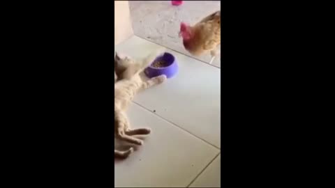 Funny Cats