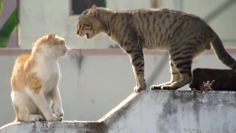 real cat fighting😮