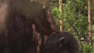 Silly Dog is Begging to Play with Massive Bison