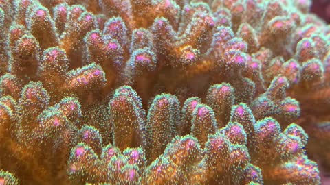 Coral Peep Show