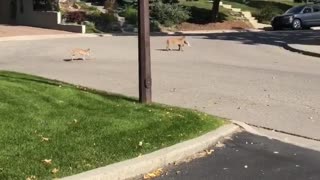 Bobcat Caught a Rabbit