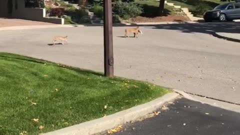 Bobcat Caught a Rabbit