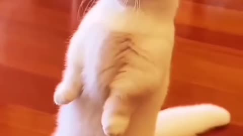 HOW to make cat video English cat ki video